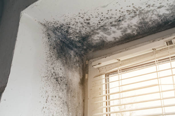 Affordable Basement Mold Removal solutions in Sonora, KY